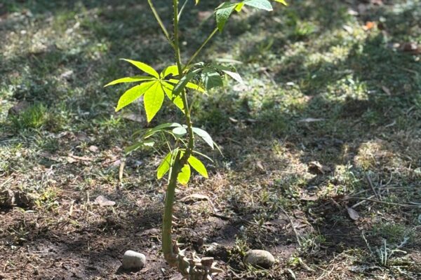 2025 - Photo by Fredrik Elg